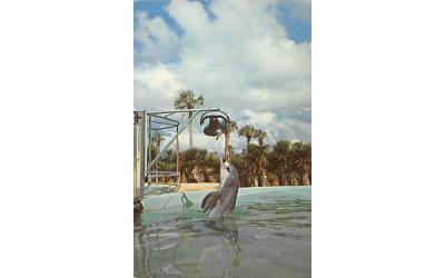 Trained Porpoise Rings Bell at Marine Studios St Augustine, Florida Postcard