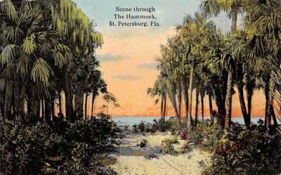 Scene through The Hammock St Petersburg, Florida Postcard