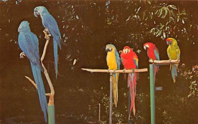 Colorful Macaws at Sarasota Jungle Gardens Florida Postcard