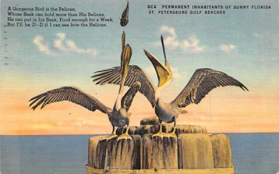 Pelican, Permanent Inhabitants of Sunny Florida Postcard