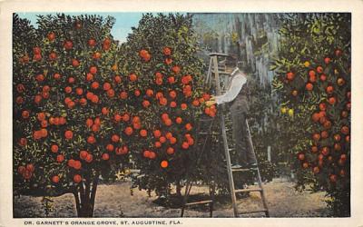 Dr. Garnett's Orange Grove St Augustine, Florida Postcard