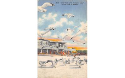 Sea Gulls over Sarasota Lido on the Gulf of Mexico Florida Postcard