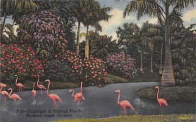 Flamingos in Tropical Flordia, Sarasota Jungle Gardens Florida Postcard