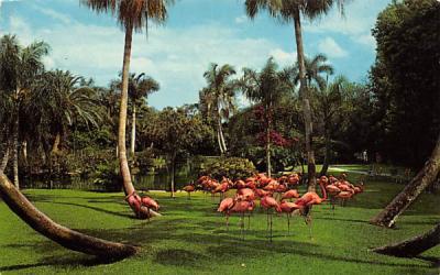 pink Flamingo at the Sarasota Jungle Gardens Florida Postcard