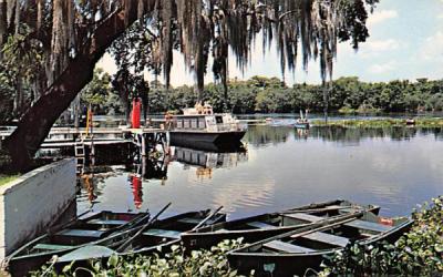 Scene on the Beautiful St. John's River St Johns River, Florida Postcard