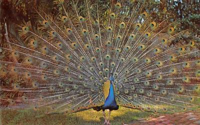 Blue Peacock at Sarasota Jungle Gardens Florida Postcard