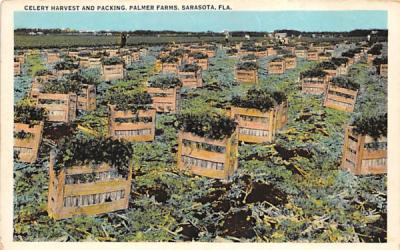 Celery Harvest and Packing, Palmer Farms Sarasota, Florida Postcard