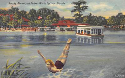 Beauty Above and Below Silver Springs, Florida Postcard