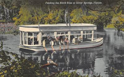 Feeding the Black Bass Silver Springs, Florida Postcard