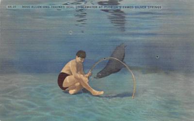 Ross Allen and Trained Seal Underwater Silver Springs, Florida Postcard