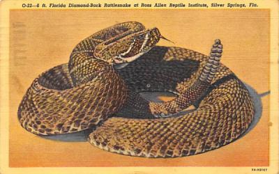 Diamond-Back Rattlesnack, Ross Allen Reptile Institute Silver Springs, Florida Postcard
