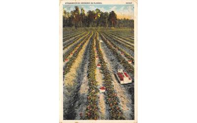 Strawberries Growing in FL, USA Florida Postcard