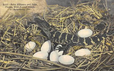 Baby Alligator and Eggs, Florida Wild Animal Ranch Postcard