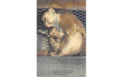 Monkey at Florida Wild Animal Ranch, USA Postcard