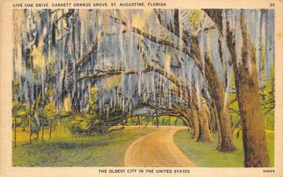 Live Oak Drive, Garnett Orange Grove St Augustine, Florida Postcard