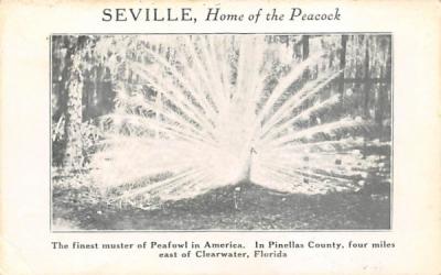 Seville, Home of the Peacock Florida Postcard