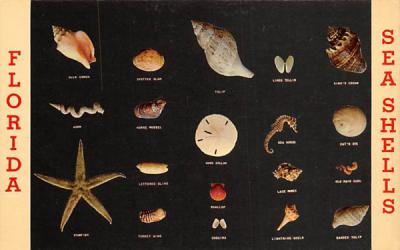 Florida Sea Shells, USA Postcard