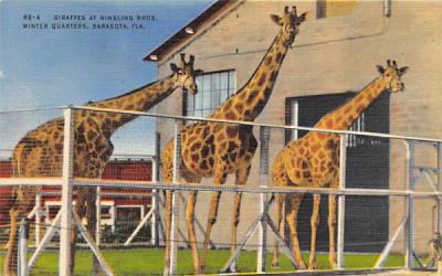Giraffes at Ringling Bros, Winter Quarters Sarasota , Florida Postcard