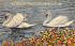 Swans at Mirror Lake St Petersburg, Florida Postcard