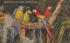 Colorful Macaws, Parrot Jungle South Miami, Florida Postcard