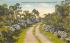 A Wondrous Gardenia Lane  St Petersburg, Florida Postcard