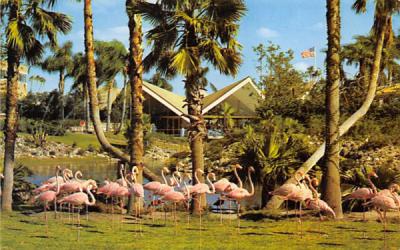 Flamingos Tampa, Florida Postcard