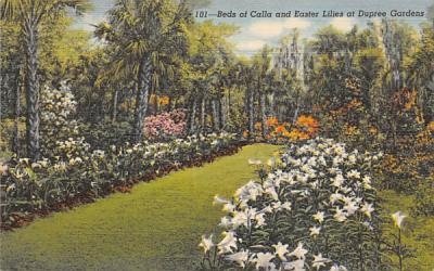 Beds of Calla and Easter Lilies at Dupree Gardens Tampa, Florida Postcard