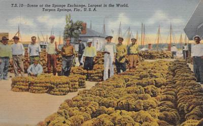 Scene at the Sponge Exchange, Largest in the World Tarpon Springs, Florida Postcard
