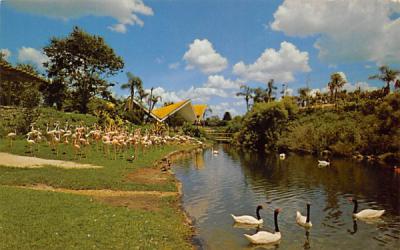 Black-necked Swans and Flamingos at Busch Gardens Tampa, Florida Postcard