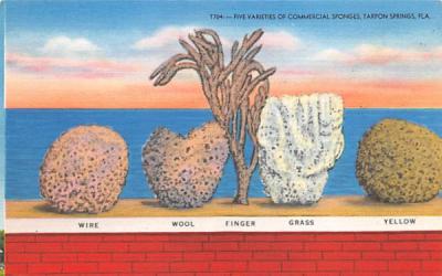 Five Varieties of Commercial Sponges Tarpon Springs, Florida Postcard