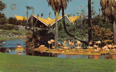 Nesting Flamingos Tampa, Florida Postcard