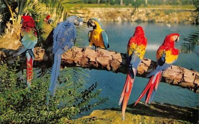 Trained parrots at Busch Gardens Tampa, Florida Postcard