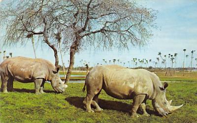 Two White Rhinoceroses at Busch Gardens Tampa, Florida Postcard