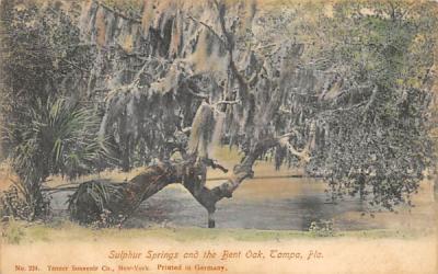 Sulphur Springs and the Bent Oak Tampa, Florida Postcard