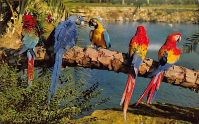 Trained Parrots at Busch Gardens Tampa, Florida Postcard
