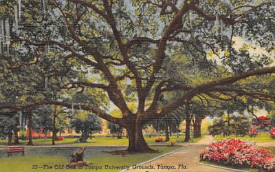 The Old Oak in Tampa University Grounds, FL, USA Florida Postcard