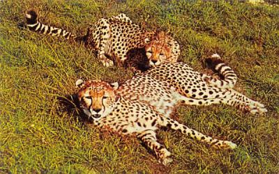 Two Cheetahs, 