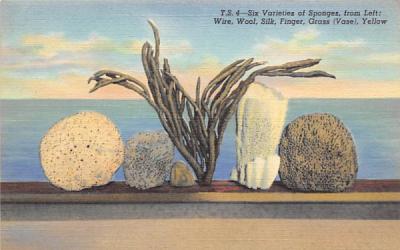 Six Varieties of Sponges Tarpon Springs, Florida Postcard