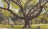 The Old Oak in Tampa University Grounds Florida Postcard
