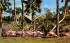 flamingos beside, lagoon at Busch Gardens Tampa, Florida Postcard