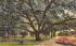 The Old Oak in Tampa University Grounds, FL, USA Florida Postcard
