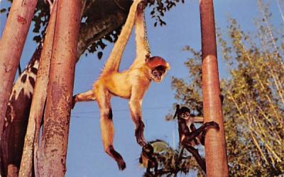 Monkeys Ebertain, Visitors at McKee Jungle Gardens Vero Beach, Florida Postcard