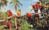 Colorful Brazilian Macaws, McKee Jungle Gardens  Vero Beach, Florida Postcard