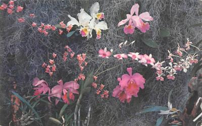 Orchid Tableau Weeki Wachee Springs, Florida Postcard