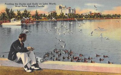 Feeding the Ducks and Gulls on Lake Worth West Palm Beach, Florida Postcard