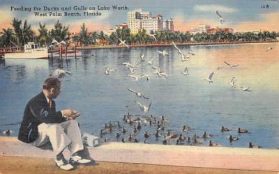 Feedding the Ducks and Gulls on Lake Worth West Palm Beach, Florida Postcard