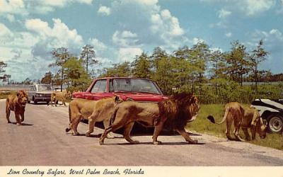 Lion Country Safari West Palm Beach, Florida Postcard