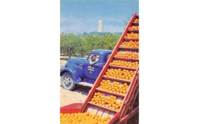 Loading Fruit, Bok Singing Tower in background Waverly, Florida Postcard
