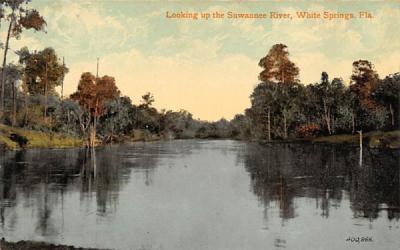 Looking up the Suwannee River White Springs, Florida Postcard
