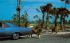 Lion Country Safari West Palm Beach, Florida Postcard